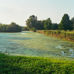 Cold Stream Spring